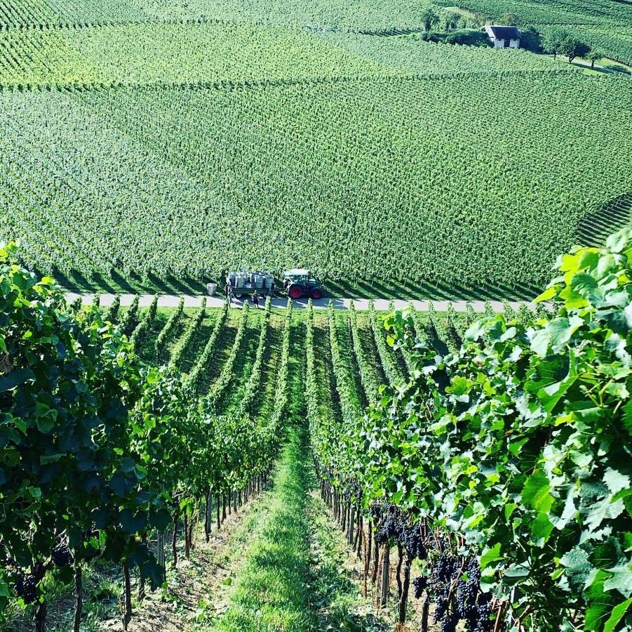 Ruedlins-Winzerhof Auggen Exterior foto